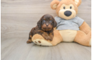 Best Cavapoo Baby
