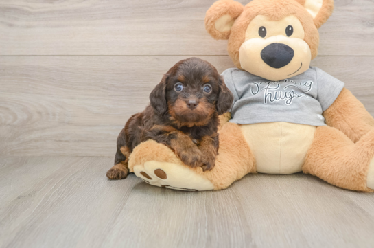 Best Cavapoo Baby