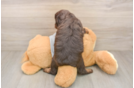 Smart Cavapoo Poodle Mix Pup