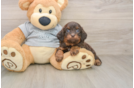Fluffy Cavapoo Poodle Mix Pup