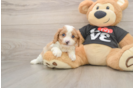 Best Cavapoo Baby