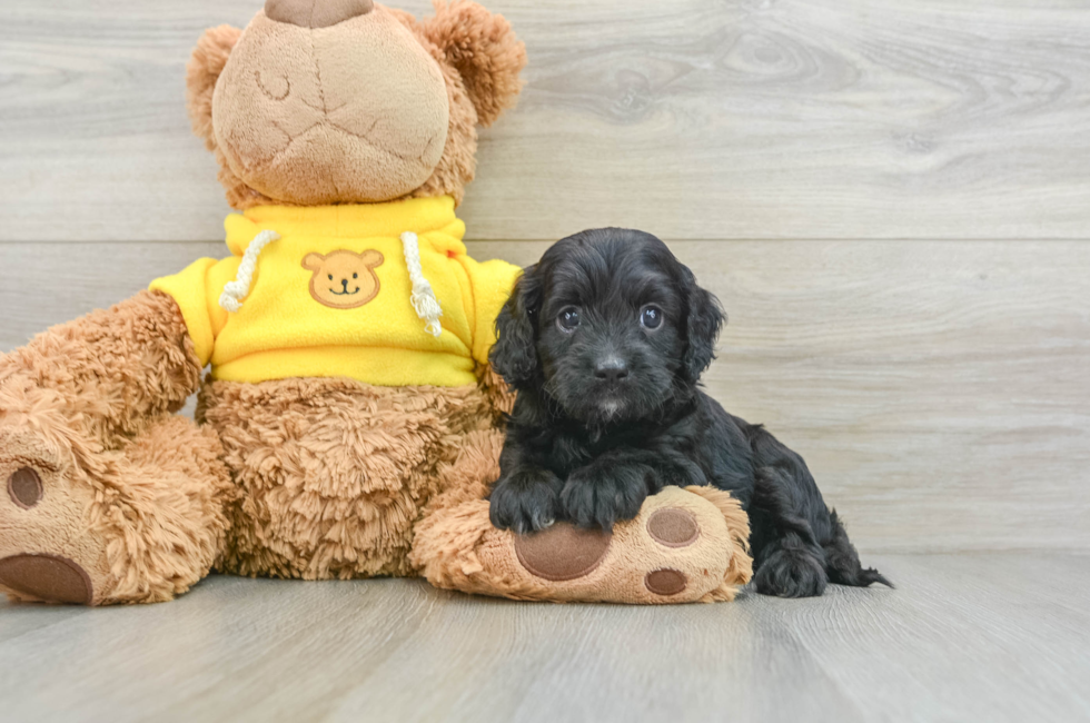 6 week old Cavapoo Puppy For Sale - Premier Pups