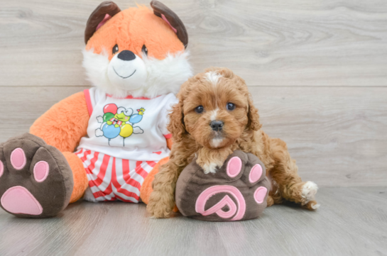 Popular Cavapoo Poodle Mix Pup