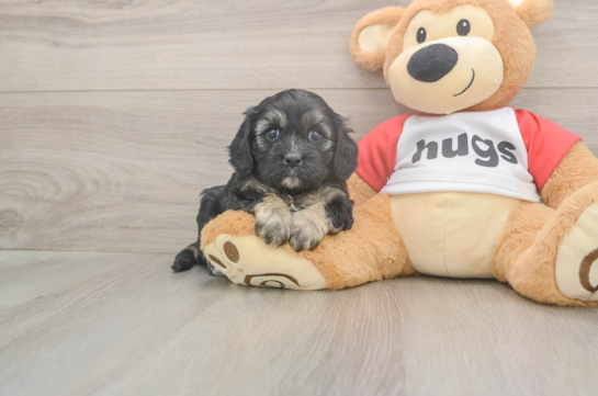 5 week old Cavapoo Puppy For Sale - Premier Pups Best Cavapoo Baby