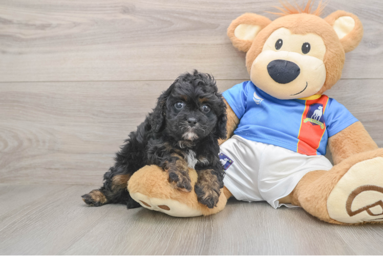 Happy Cavapoo Baby