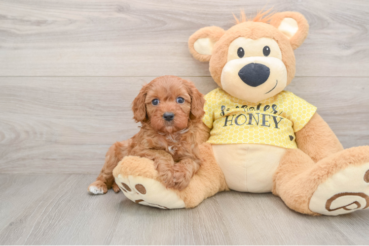 Smart Cavapoo Poodle Mix Pup