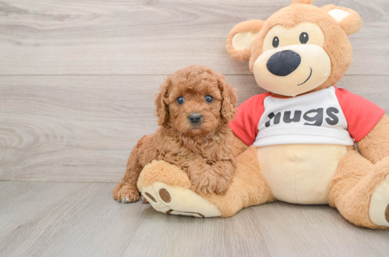 Fluffy Cavapoo Poodle Mix Pup