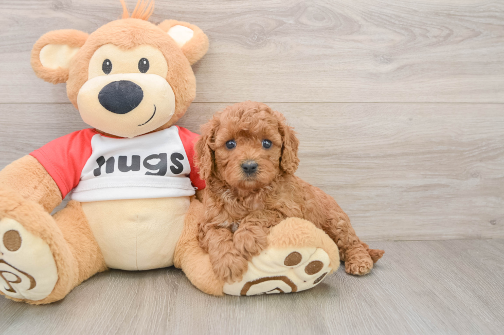 Smart Cavapoo Poodle Mix Pup