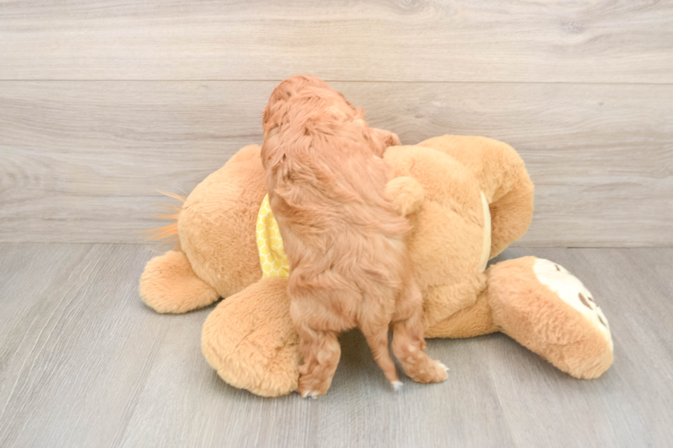 Funny Cavapoo Poodle Mix Pup