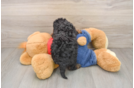 Best Cavapoo Baby