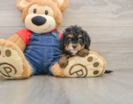 7 week old Cavapoo Puppy For Sale - Premier Pups