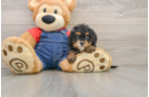 Hypoallergenic Cavadoodle Poodle Mix Puppy