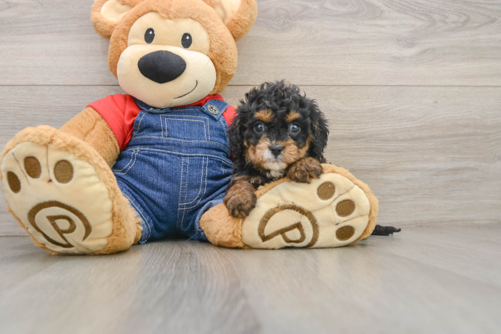 Hypoallergenic Cavadoodle Poodle Mix Puppy