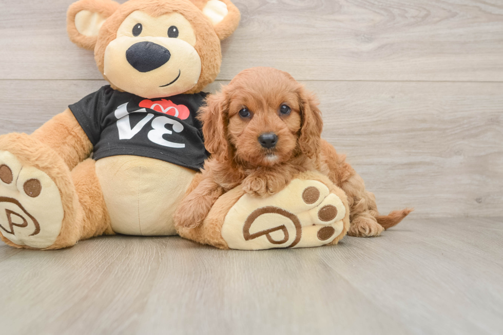 Best Cavapoo Baby