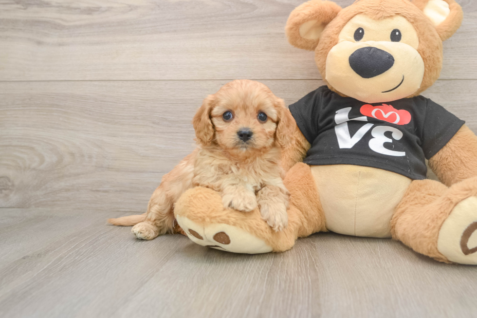 Best Cavapoo Baby