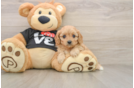 Cavapoo Puppy for Adoption