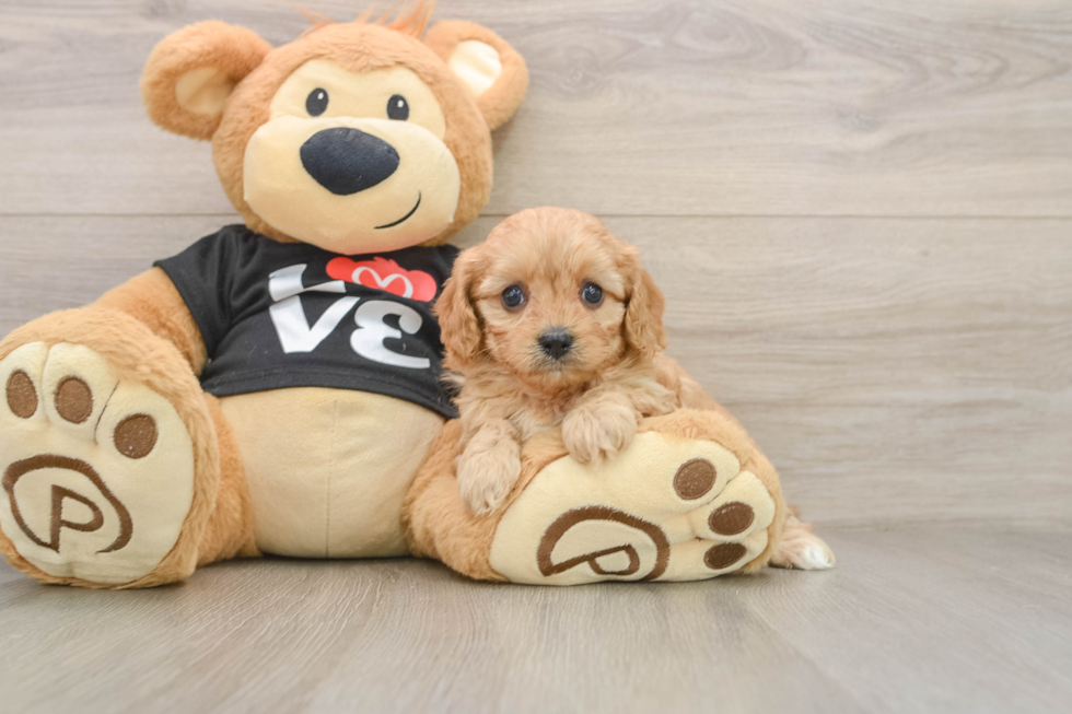 Cavapoo Puppy for Adoption