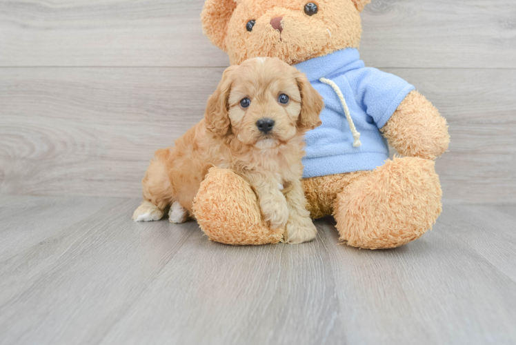 Cavapoo Pup Being Cute