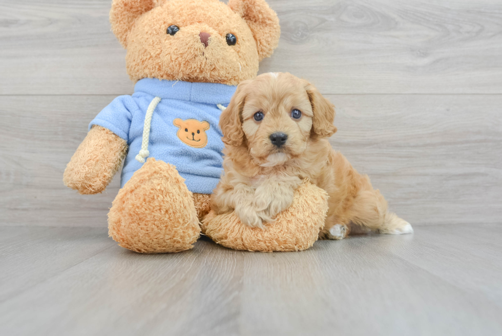 Adorable Cavoodle Poodle Mix Puppy