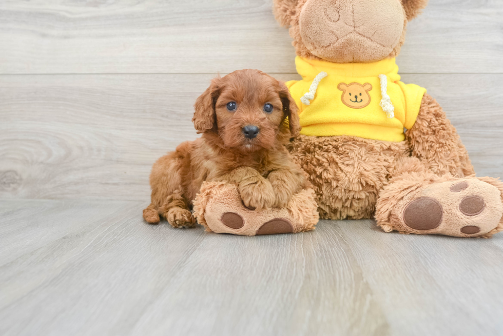 Adorable Cavoodle Poodle Mix Puppy