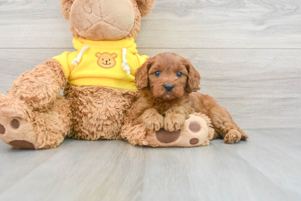 Best Cavapoo Baby