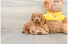 Cavapoo Puppy for Adoption