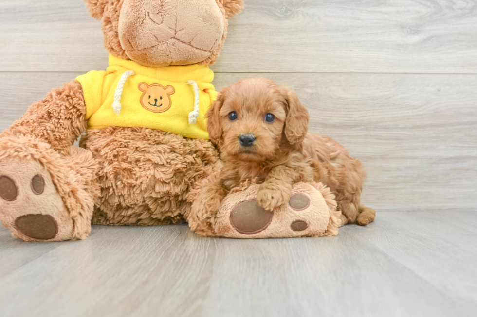 Best Cavapoo Baby