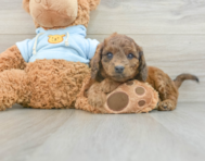 8 week old Cavapoo Puppy For Sale - Premier Pups