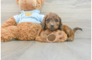 Cavapoo Puppy for Adoption