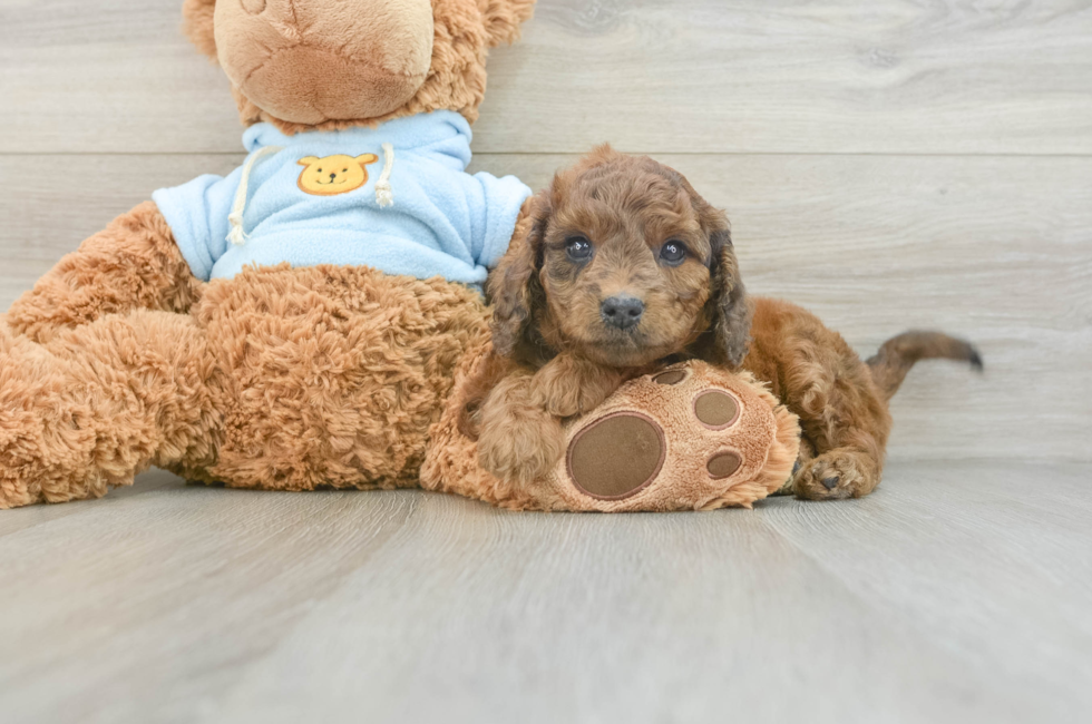 6 week old Cavapoo Puppy For Sale - Premier Pups