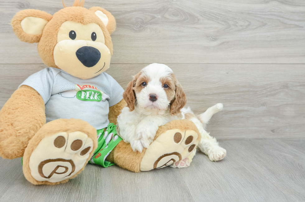 5 week old Cavapoo Puppy For Sale - Premier Pups