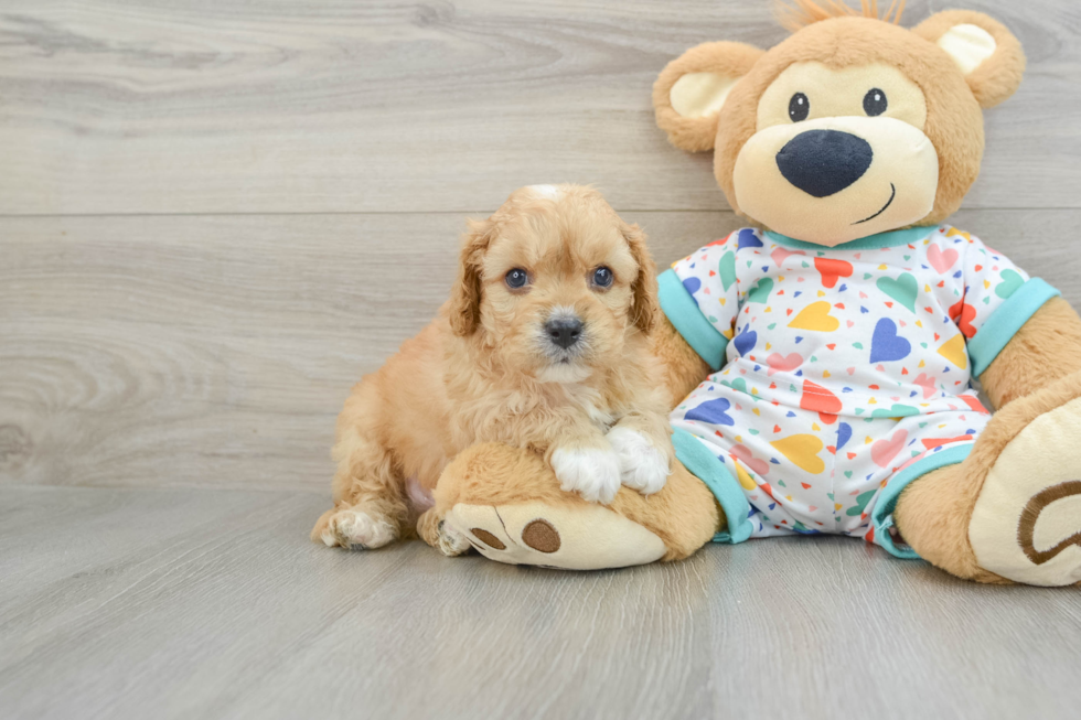 Energetic Cavoodle Poodle Mix Puppy