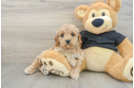 Best Cavapoo Baby