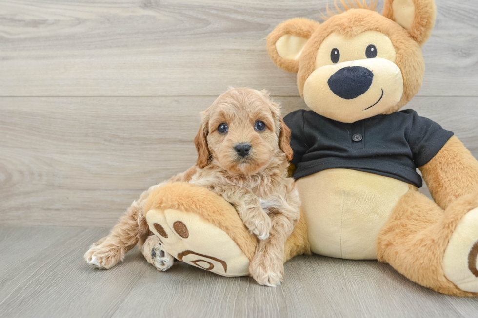 Best Cavapoo Baby