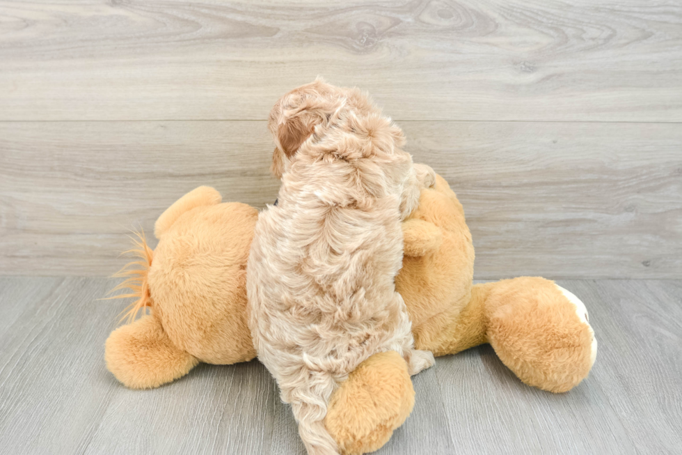 Smart Cavapoo Poodle Mix Pup