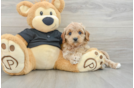 Hypoallergenic Cavadoodle Poodle Mix Puppy