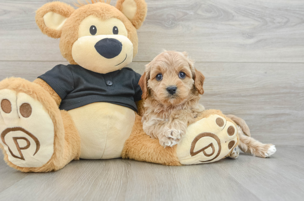 5 week old Cavapoo Puppy For Sale - Premier Pups