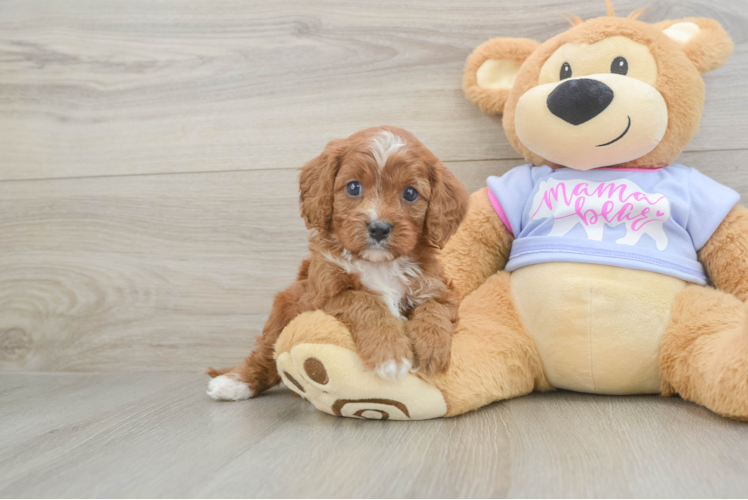 Best Cavapoo Baby
