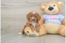 Best Cavapoo Baby