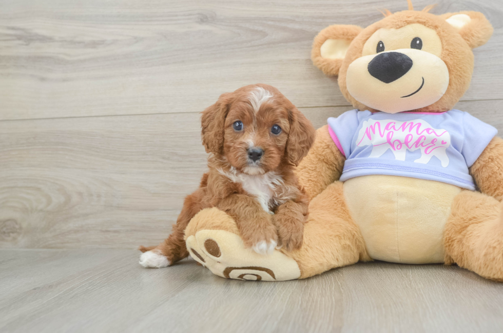 5 week old Cavapoo Puppy For Sale - Premier Pups
