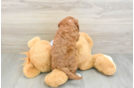 Smart Cavapoo Poodle Mix Pup