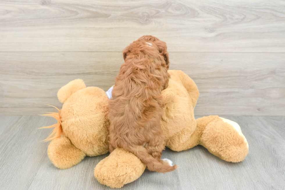 Smart Cavapoo Poodle Mix Pup