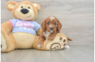 Cavapoo Pup Being Cute