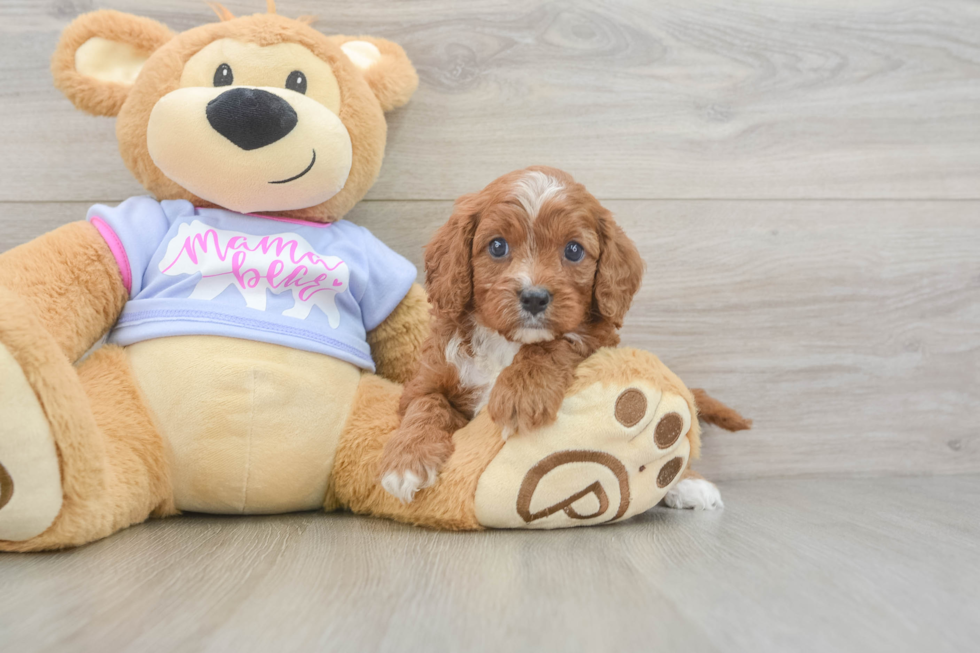 Cavapoo Pup Being Cute