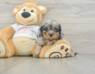 8 week old Cavapoo Puppy For Sale - Premier Pups