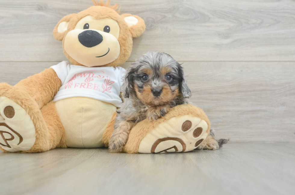 5 week old Cavapoo Puppy For Sale - Premier Pups