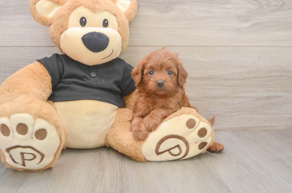 5 week old Cavapoo Puppy For Sale - Premier Pups