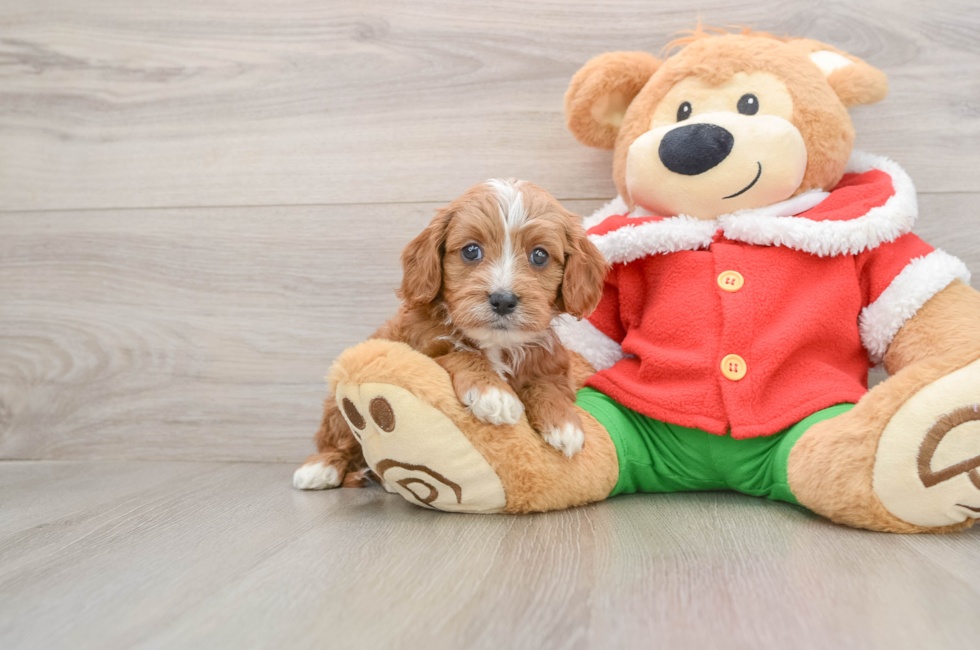 5 week old Cavapoo Puppy For Sale - Premier Pups