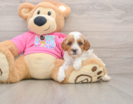 7 week old Cavapoo Puppy For Sale - Premier Pups