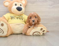 7 week old Cavapoo Puppy For Sale - Premier Pups